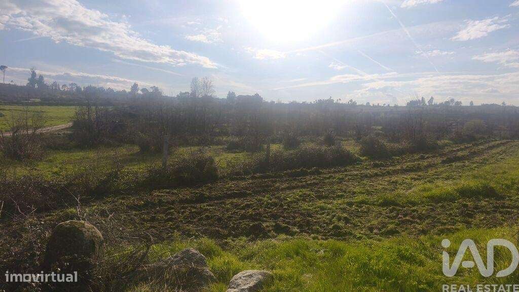 Terreno Agrícola em Seixo da Beira - Grande imagem: 4/24