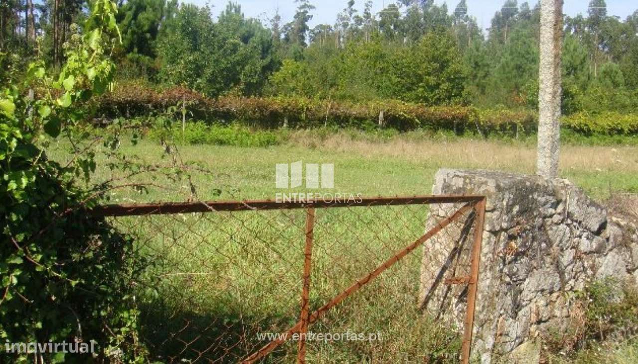 Terreno Agrícola - Vila Fria - Grande imagem: 4/4