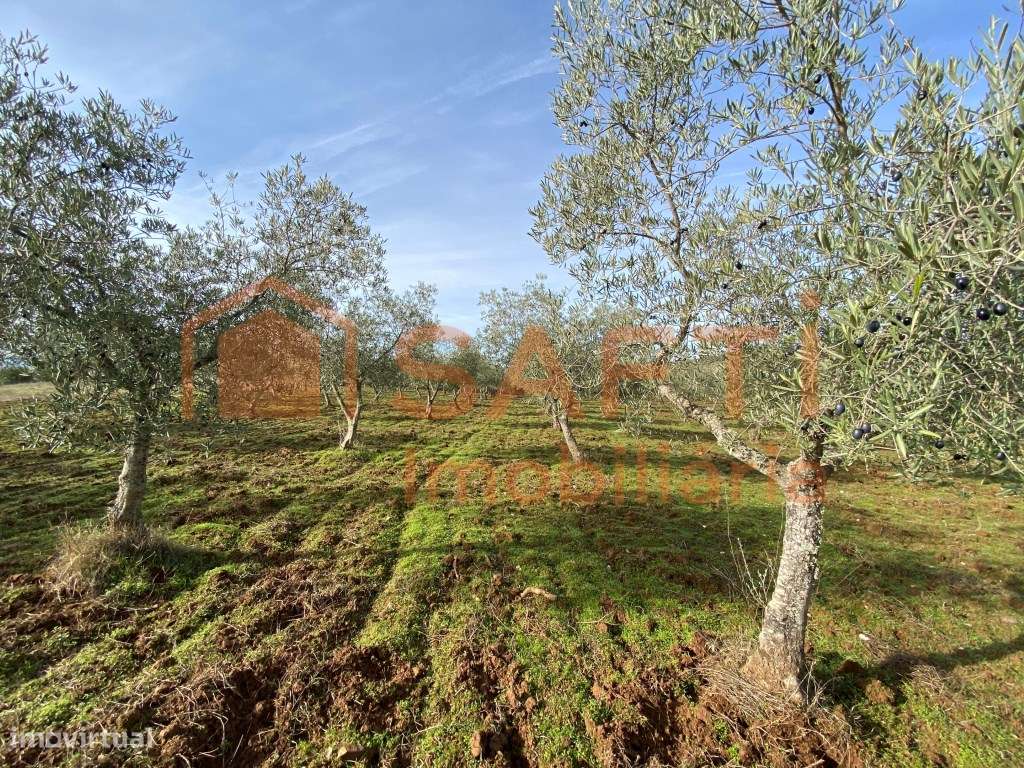 Olival de Excelência com 2,2 Hectares em Macedo de Cavaleiros - Pro...-18