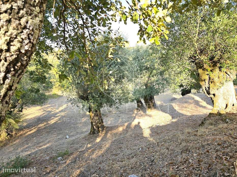 Terreno Misto  Venda em Torres Novas (São Pedro), Lapas e Ribeira Bran - Grande imagem: 4/19