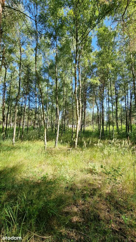 Działka ze starodrzewiem - Puszcza Zielonka Karczewko-12
