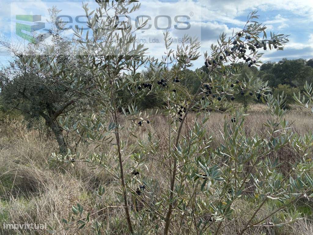 Quinta com casa de Habitação-38