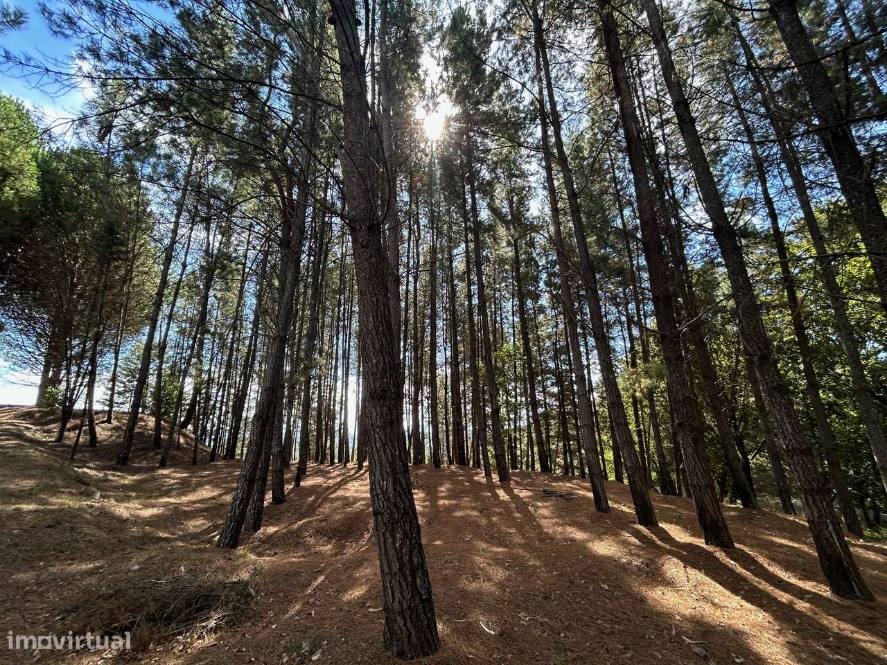 Quinta T6, Viseu, Santa Comba Dão, Santa Comba Dão e Couto do Mosteiro-48