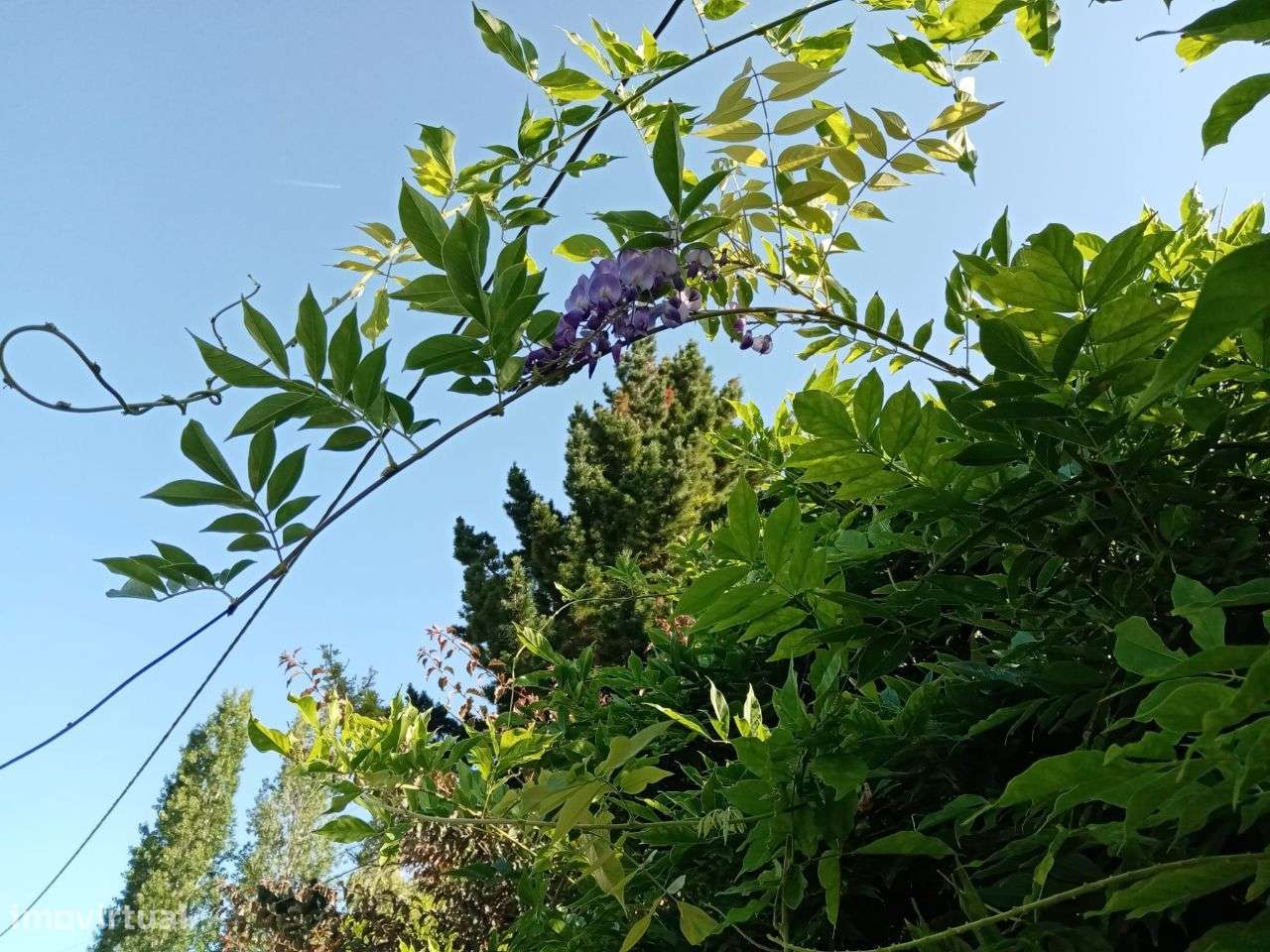 Terreno urbano em Colares-6