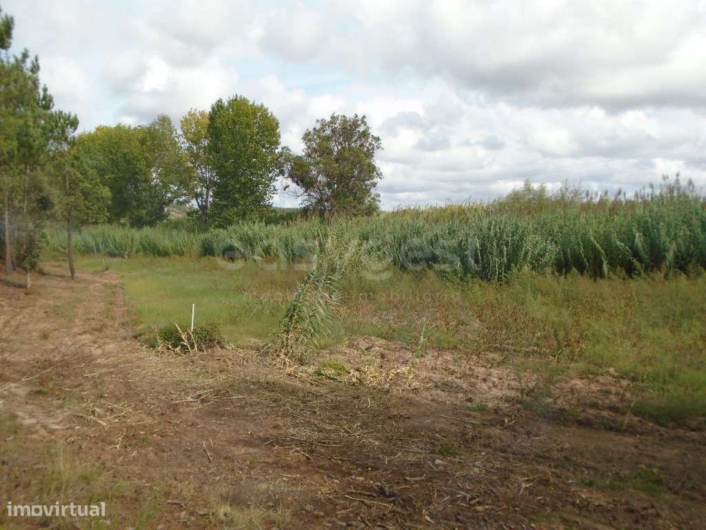 Terreno para Agricultura com 6420m2 no Valado dos Frades- Nazaré - Grande imagem: 4/18