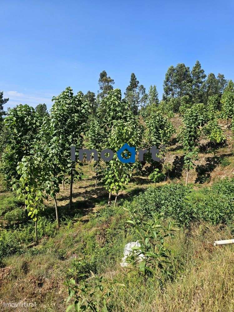 Terreno com nascente de Água!-17