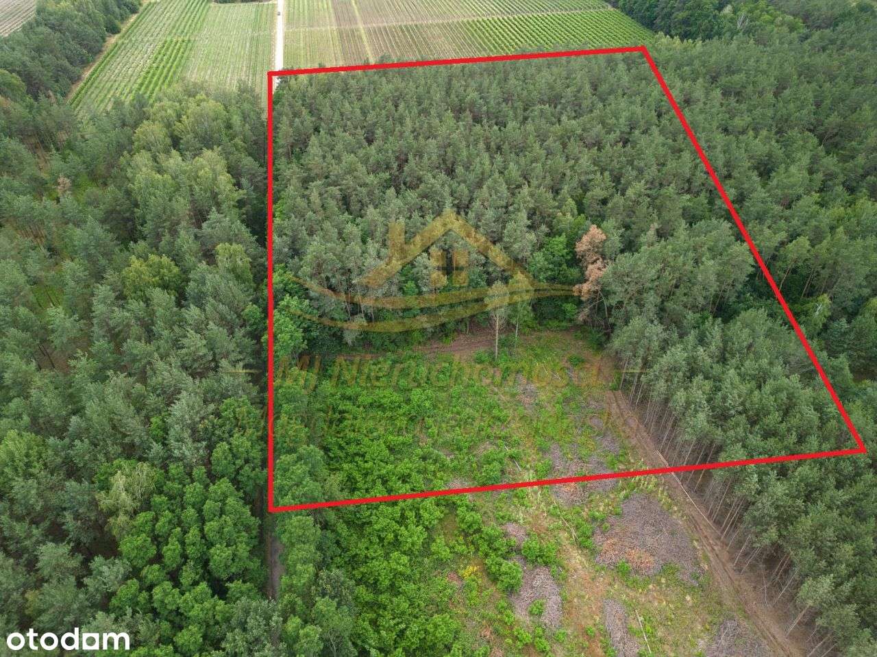 Działka rolno leśna winnica Dwórzno !-0