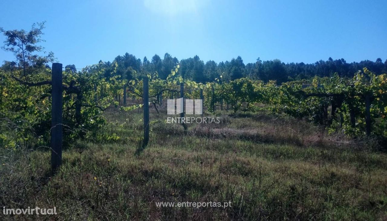 Venda Terreno com possibilidade de construção, São Simão, Amarante