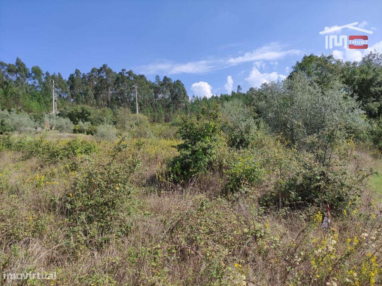 Terreno de semeadura, com oliveiras. - Grande imagem: 3/3