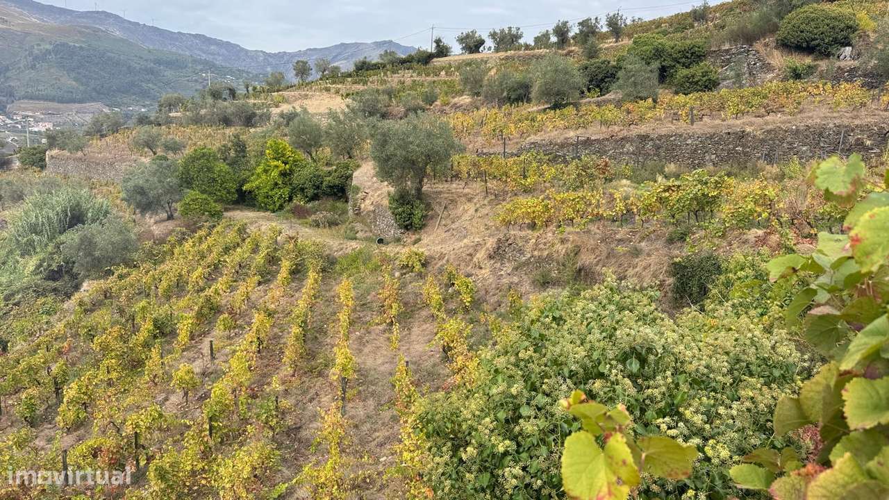 Quinta do Prado em Moura Morta, Régua-12