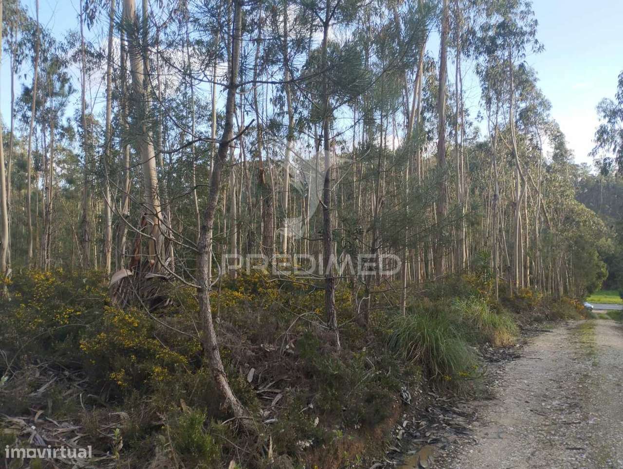 Terreno em Oliveirinha (Picoto) - Grande imagem: 4/8