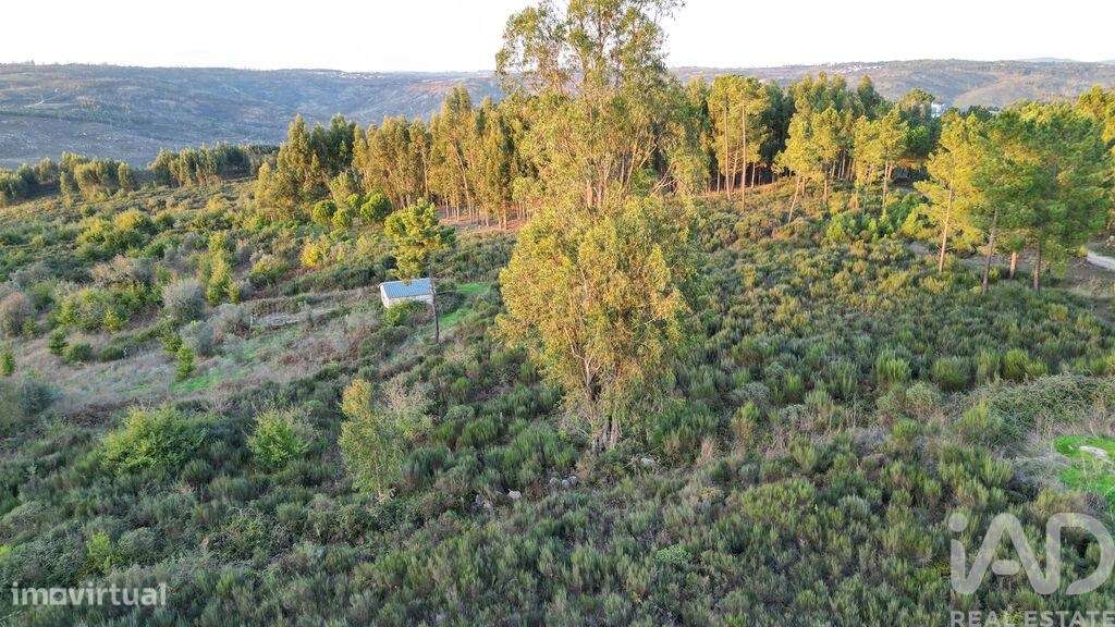 Terreno Agrícola em Paranhos - Grande imagem: 5/24