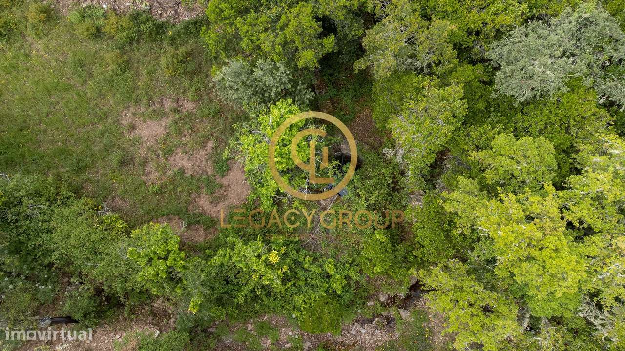 Quinta de 6 hectares perto de São Martinho das Amoreiras-14
