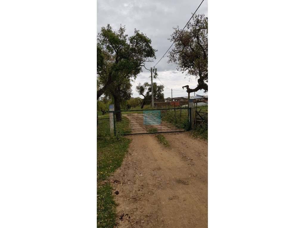 QUINTA (5 ha) a 20 minutos das Praias. - Grande imagem: 5/19