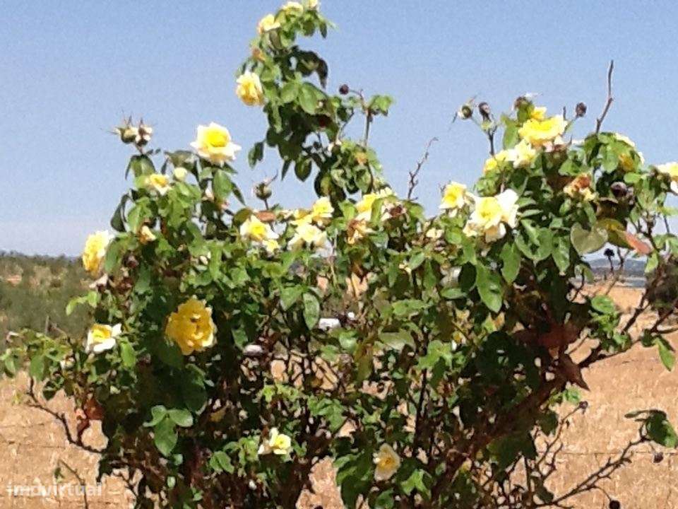 Herdade Mourão 80,44 ha banhada pelas águas do Alqueva-12