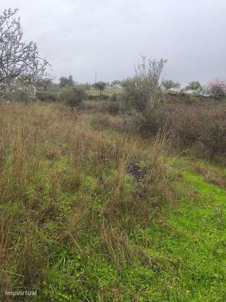 Terreno rústico em Moncorvo - Grande imagem: 5/8
