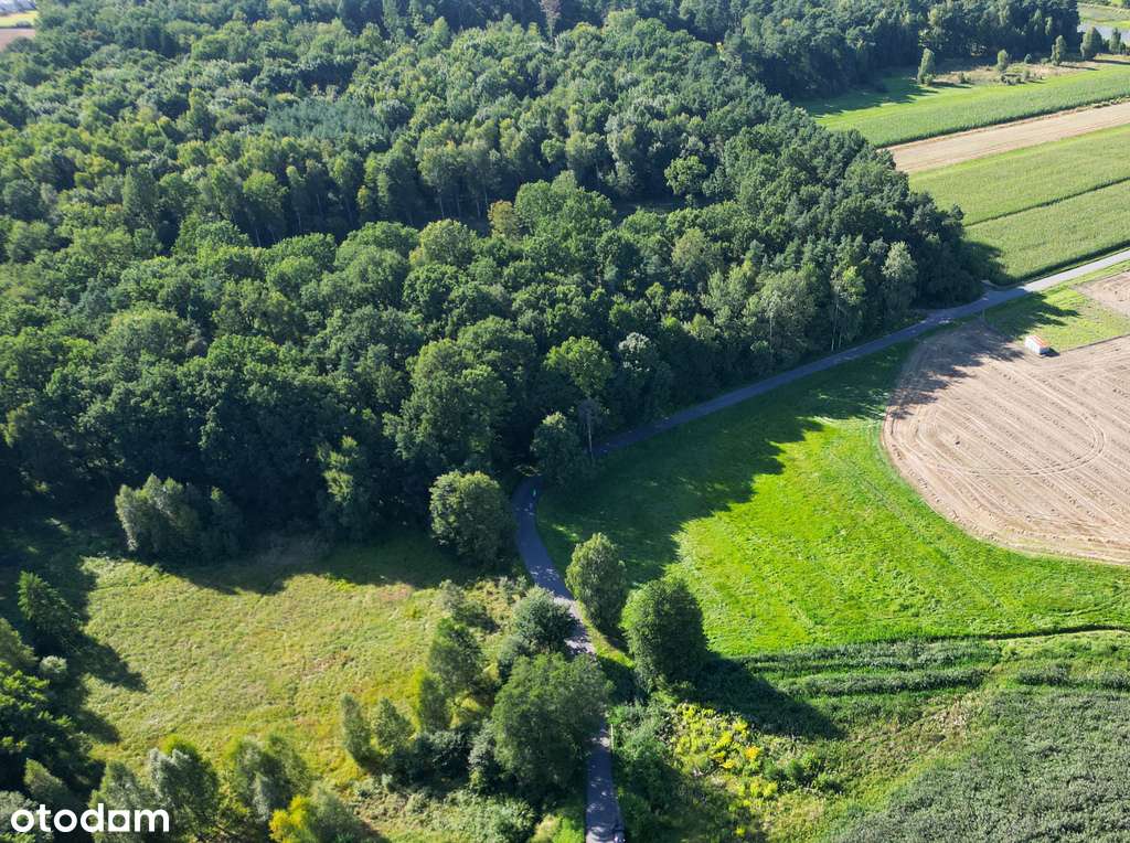 Pasieki, las, media i asfalt - idealne !-1