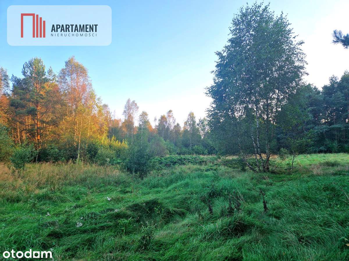 Tylko u nas! Działka rolna z pięknym zadrzewieniem - Pełny obrazek: 5/14