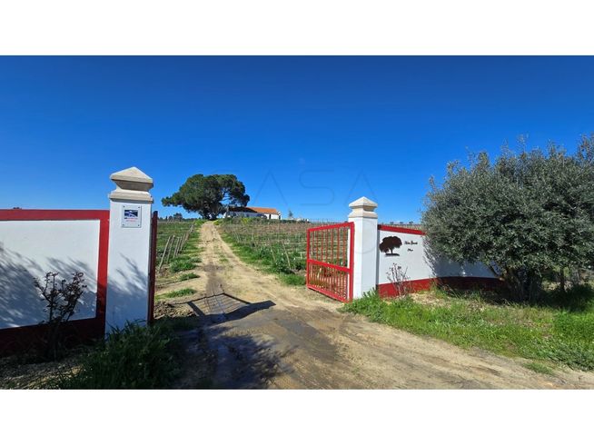 Herdade de 28.000m2 com vinha moscatel e habitações-1