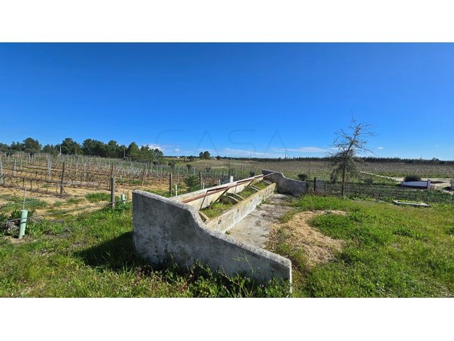 Herdade de 28.000m2 com vinha moscatel e habitações-21