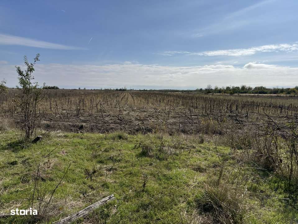 Teren 5216 mp la 2 pasi de autostrada A1 - com. Ratesti - Imagine principală: 5/10