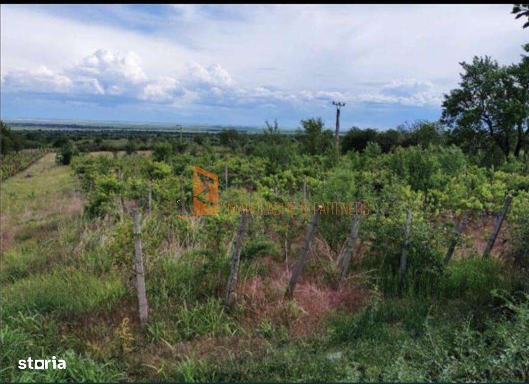 Teren intravilan zona Pietroasele - Imagine principală: 1/5