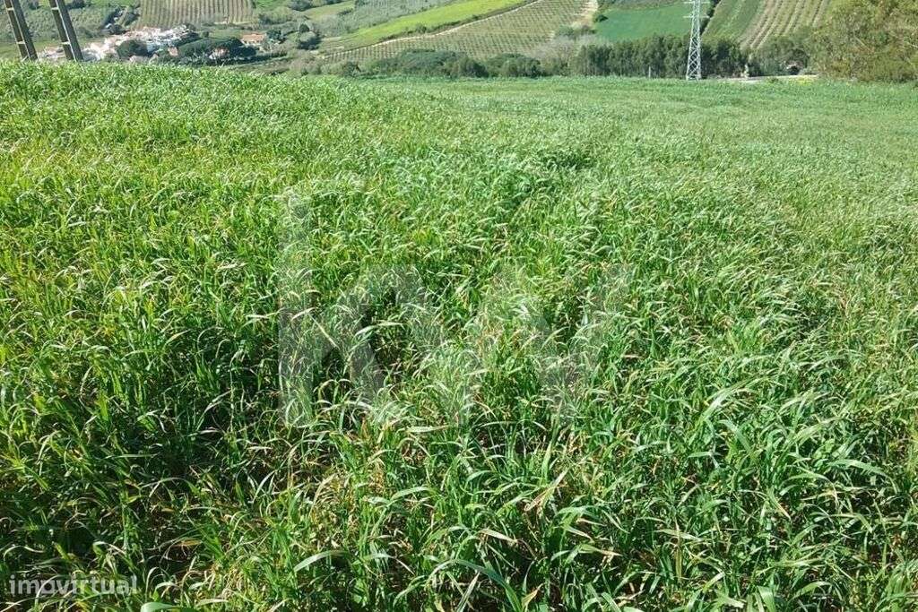 Terreno com 3560m2 na zona de Torres Vedras - Grande imagem: 5/15