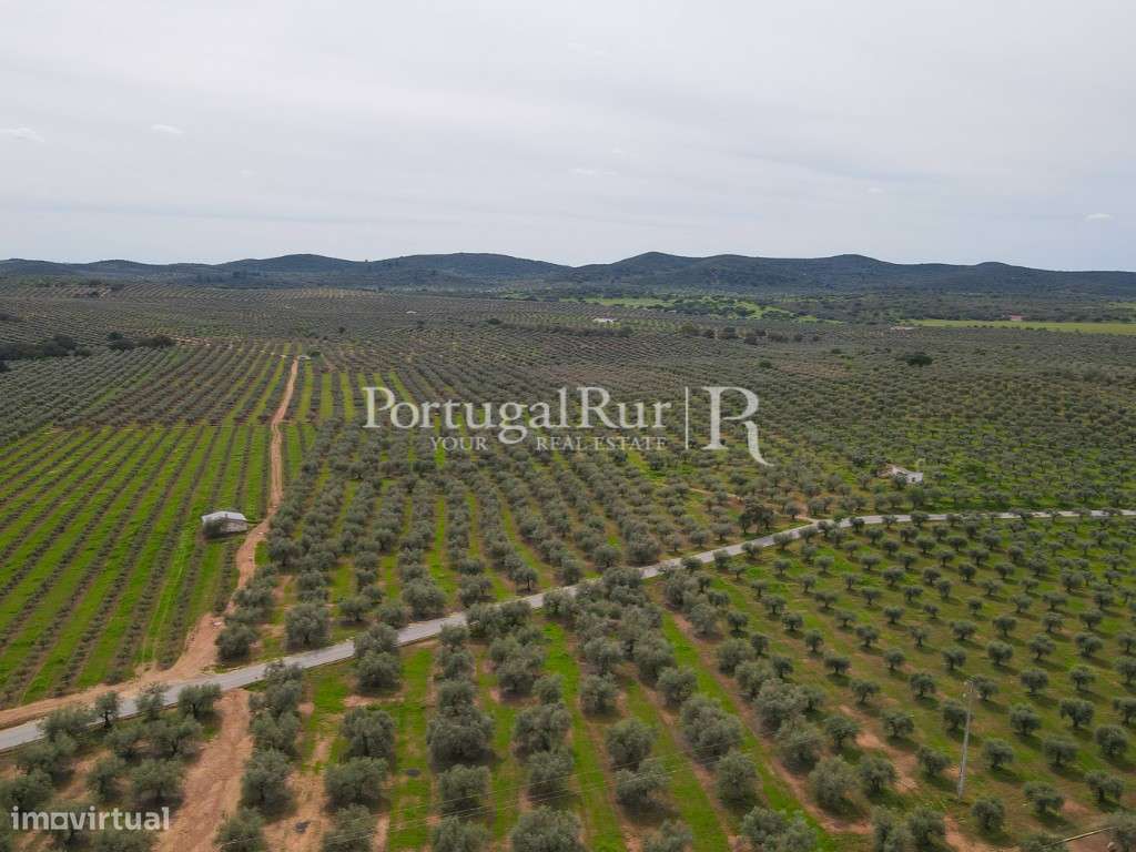 Herdade com 14 hectares e ruína em Moura - Grande imagem: 4/16