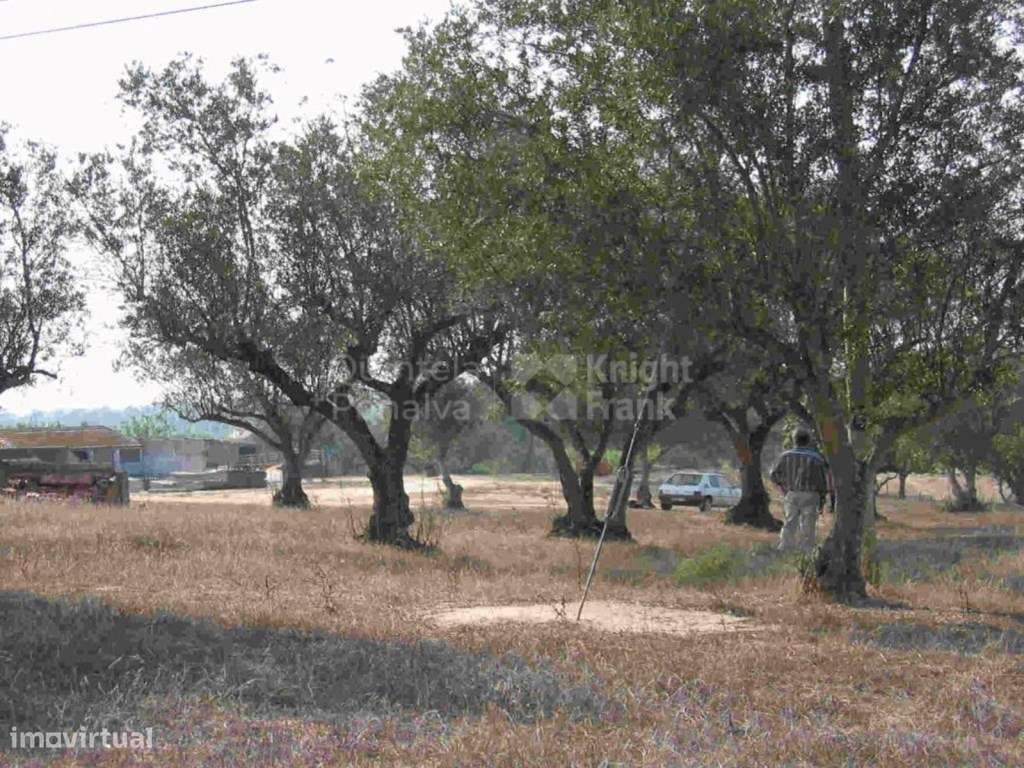 Terreno com 31750 m2 com PIP aprovado em Coruche, Santarém - Grande imagem: 4/17