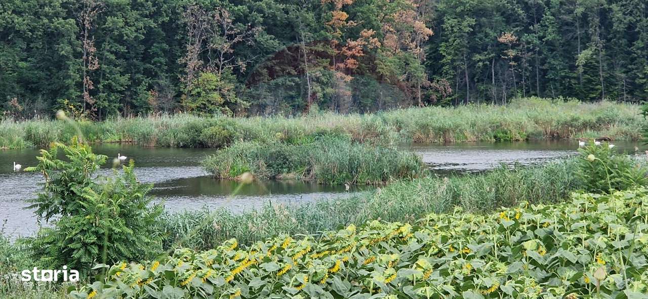 DE VANZARE Teren agricol 4500mp Moara Vlasiei - Imagine principală: 2/5