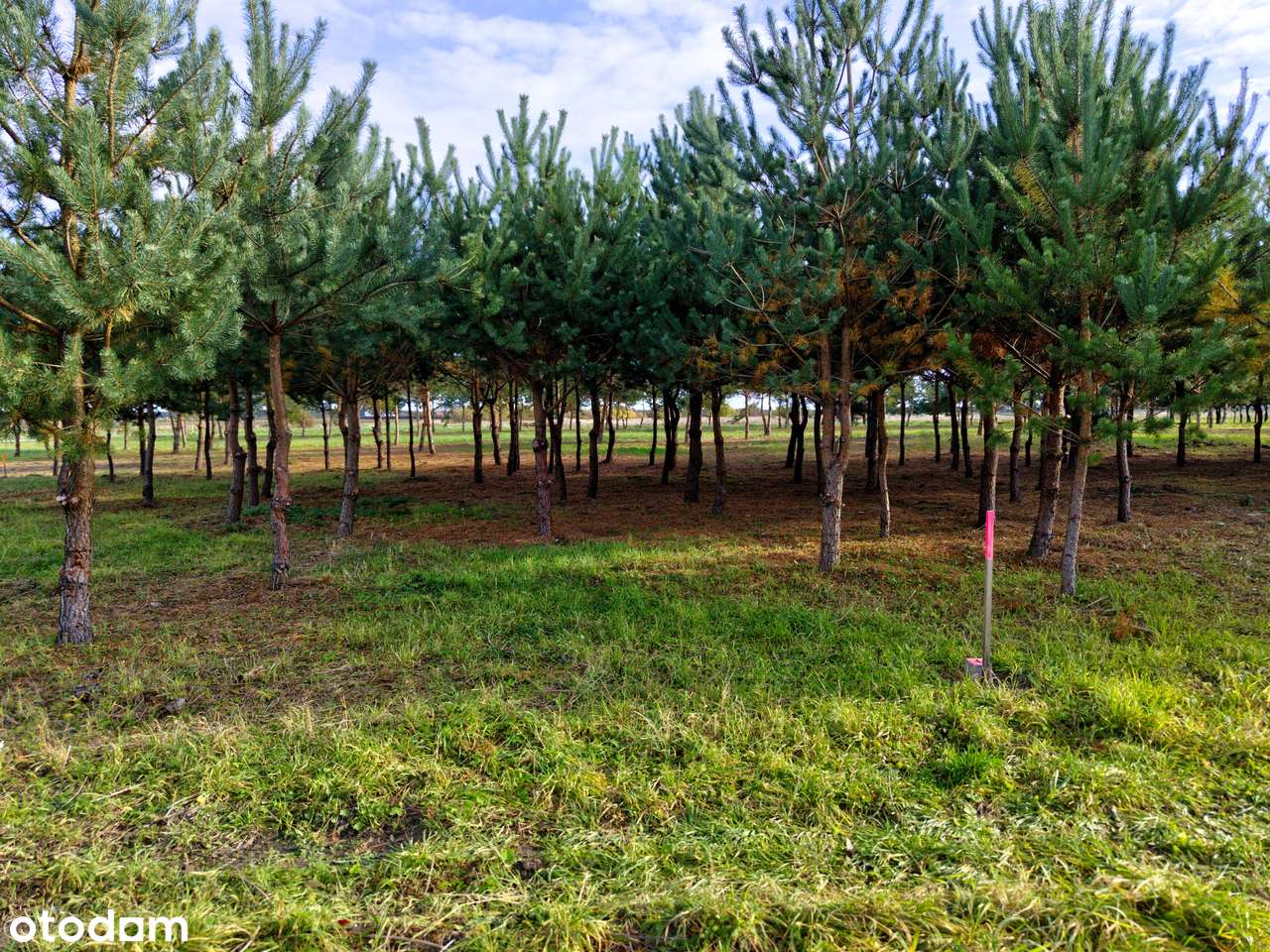 Atrakcyjna działka pod dom - Grzybowo-7