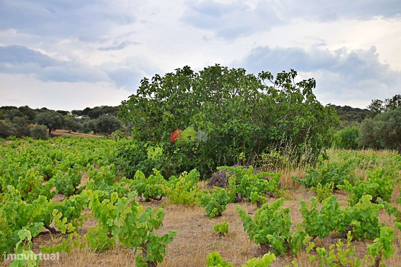 Vinha Centenária com fantástica produção - Grande imagem: 3/34