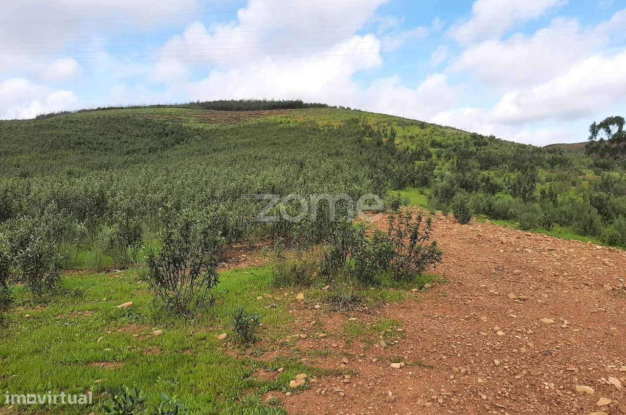 Terreno Rústico de 3 Hectares – Mexilhoeira Grande, Portimão - Grande imagem: 4/16