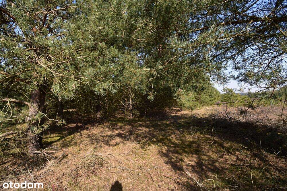 1,6 ha, z WZ, blisko jezior - Pełny obrazek: 5/11