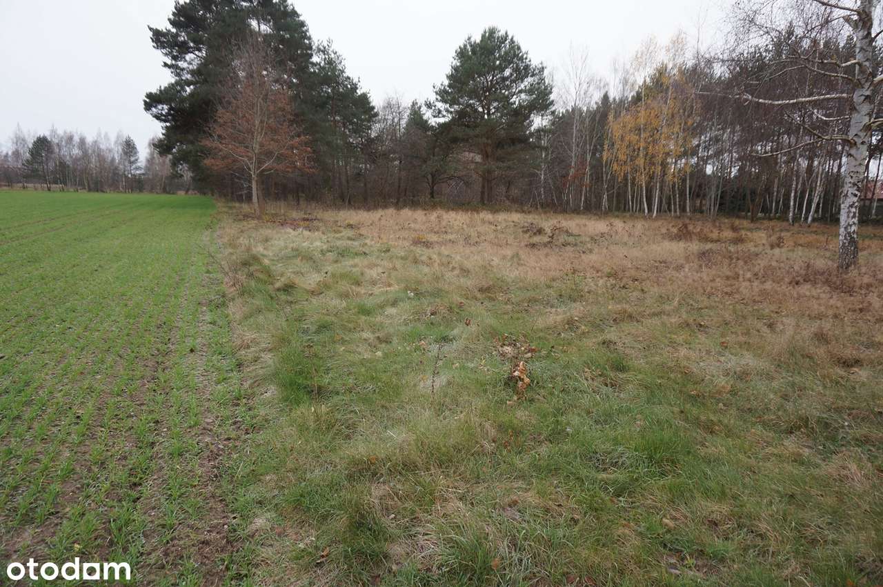 Działka budowlana k. Poddębic (965 m2) - Pełny obrazek: 4/7