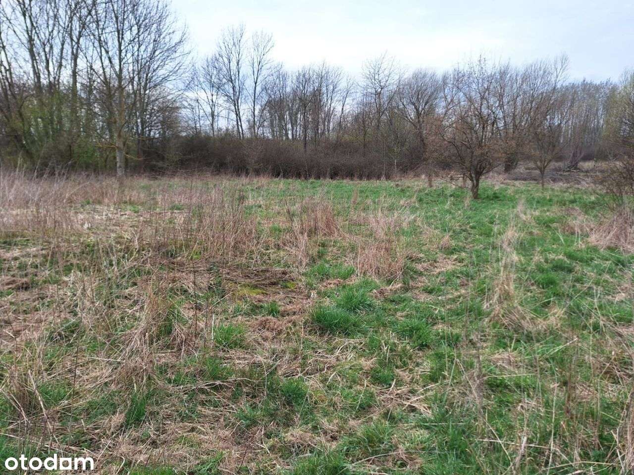 Działka w Kaleniu Towarzystwie gm. Żabia Wola - Pełny obrazek: 5/5