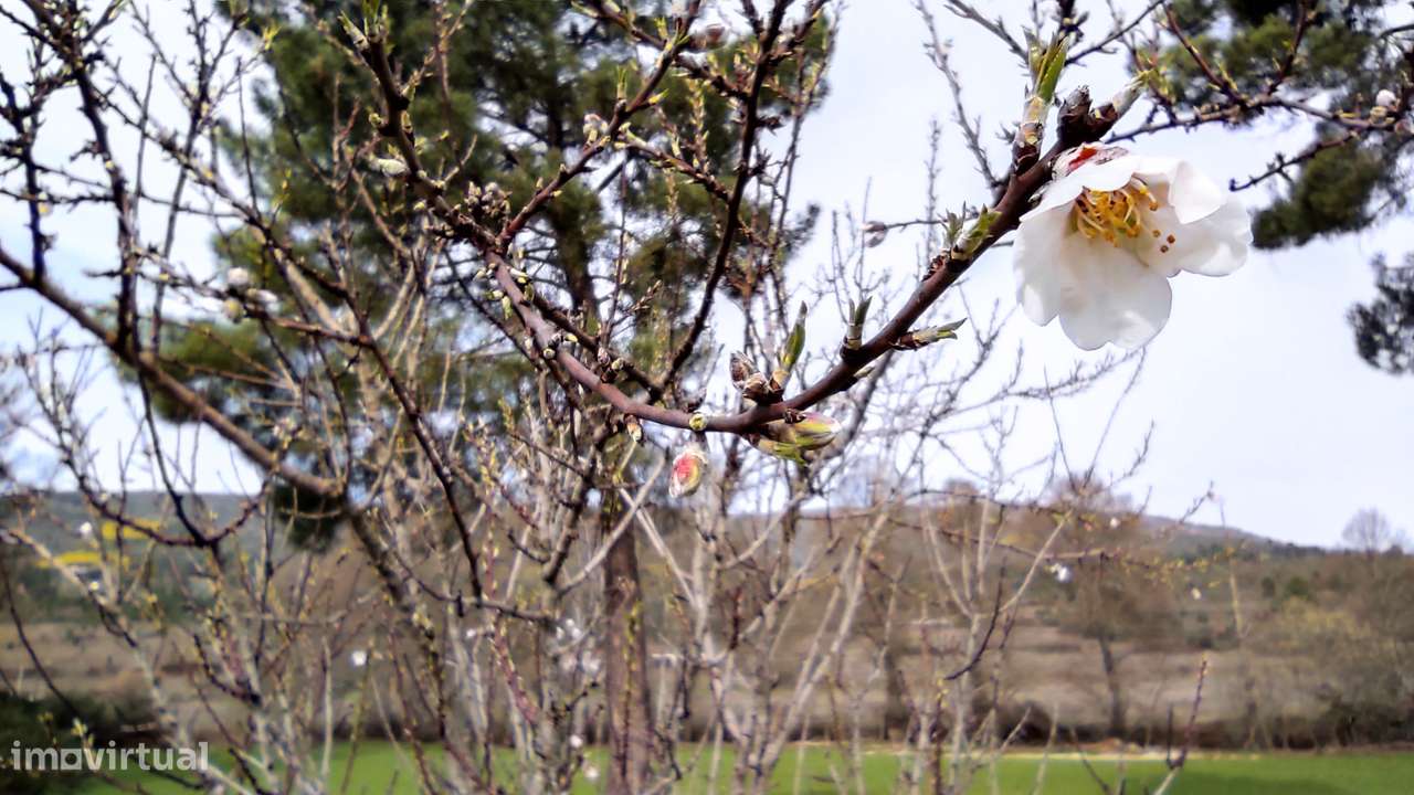 Oportunidade Exclusiva: Quinta com Alto Potencial de Valorização-2