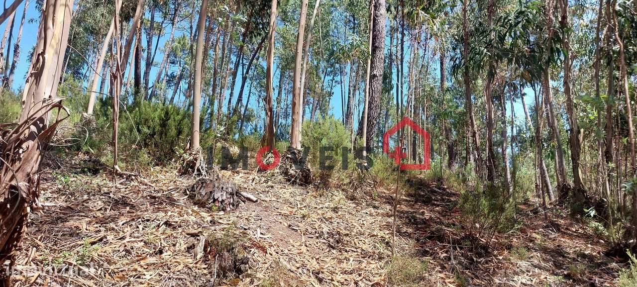 Terreno para construção com catorze mil metros quadrados ! - Grande imagem: 4/7