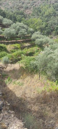 Terreno com Vinha, Sequeiro e Oliveiras!!Baixa de Preço!!