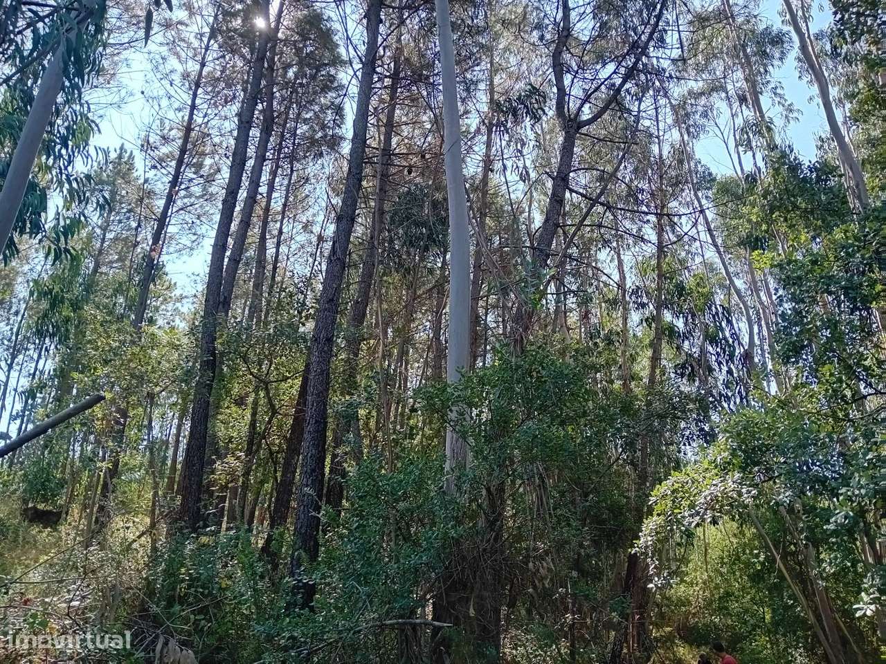 Terreno florestal com eucaliptos e pinheiros, com bons acessos-8