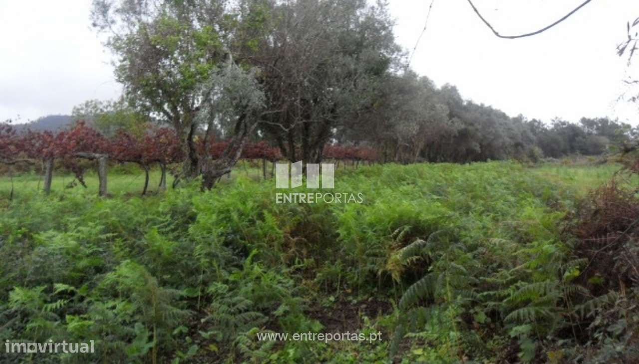 Terreno Agrícola - Santa Marta de Portuzelo - Grande imagem: 5/5