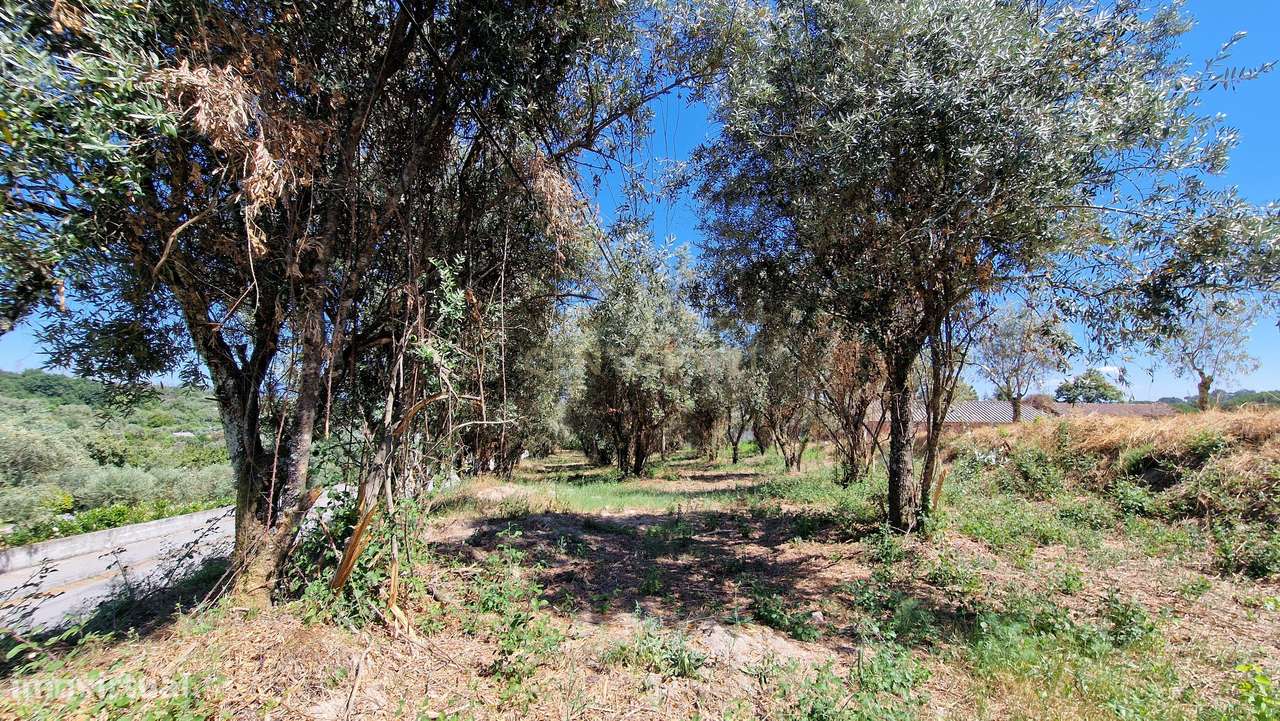 Terreno para construção em Nelas - Grande imagem: 4/5