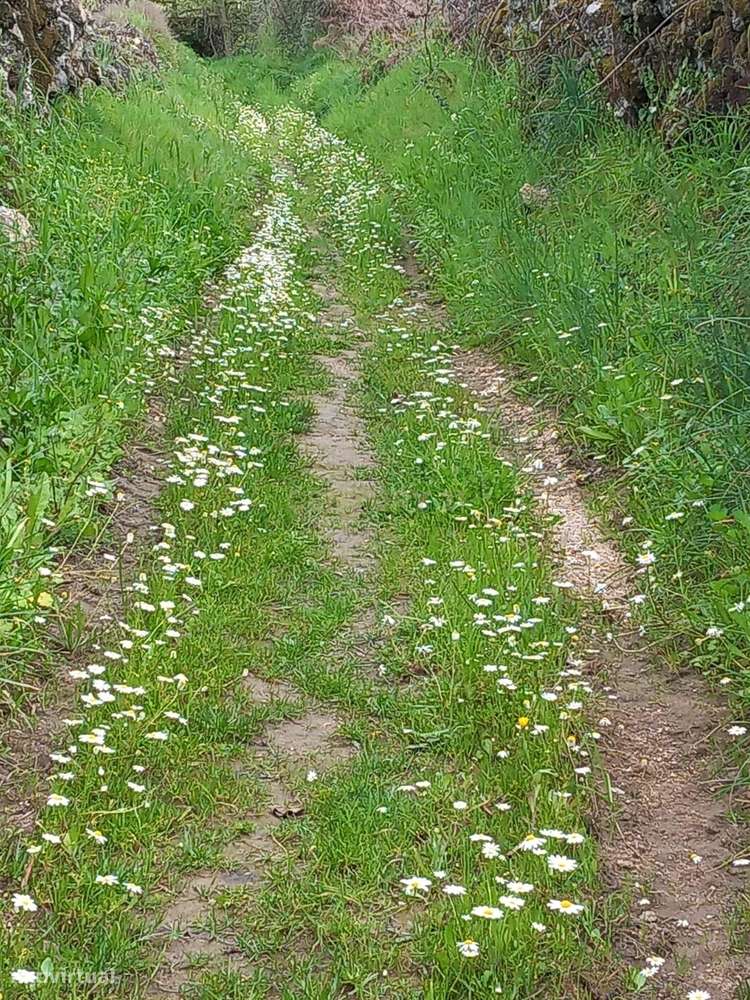 Terreno em Aldeia de Santa Margarida, Idanha a Nova - Grande imagem: 2/4