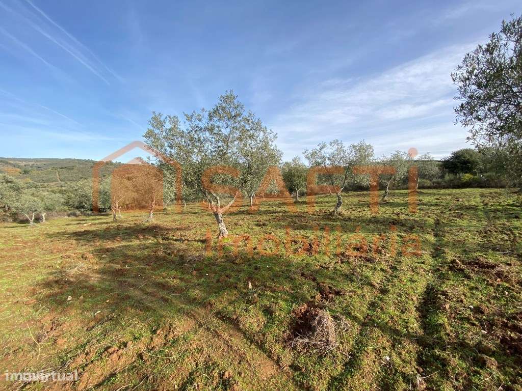 Olival de Excelência com 2,2 Hectares em Macedo de Cavaleiros - Pro...-19