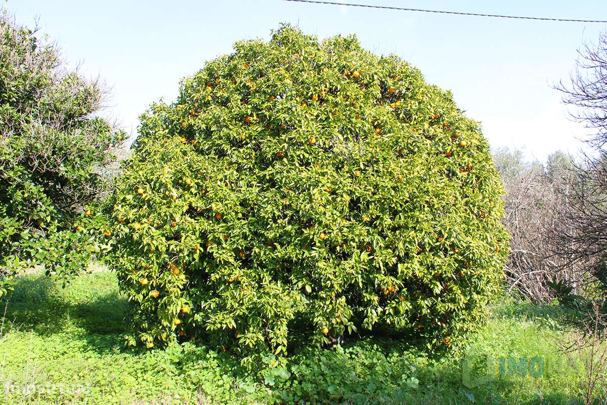 Herdade - Grande imagem: 5/50