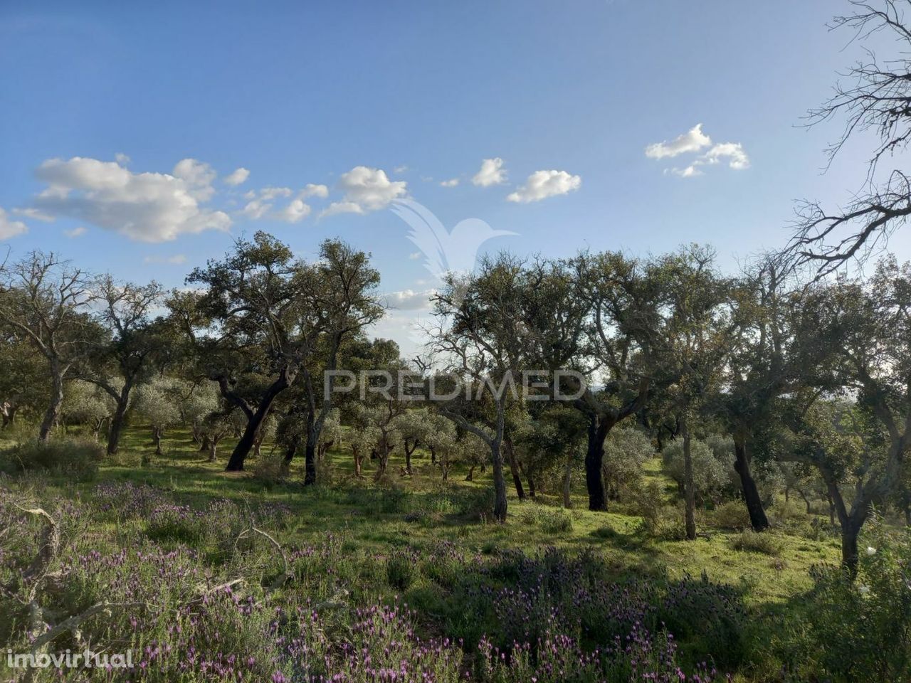 TERRENO COM 2,450 HECTARES EM ALANDROAL