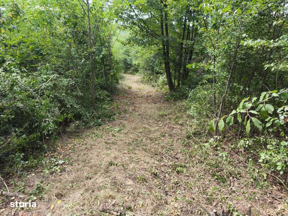 Teren intravilan Mosoaia - Hintesti - Imagine principală: 5/6