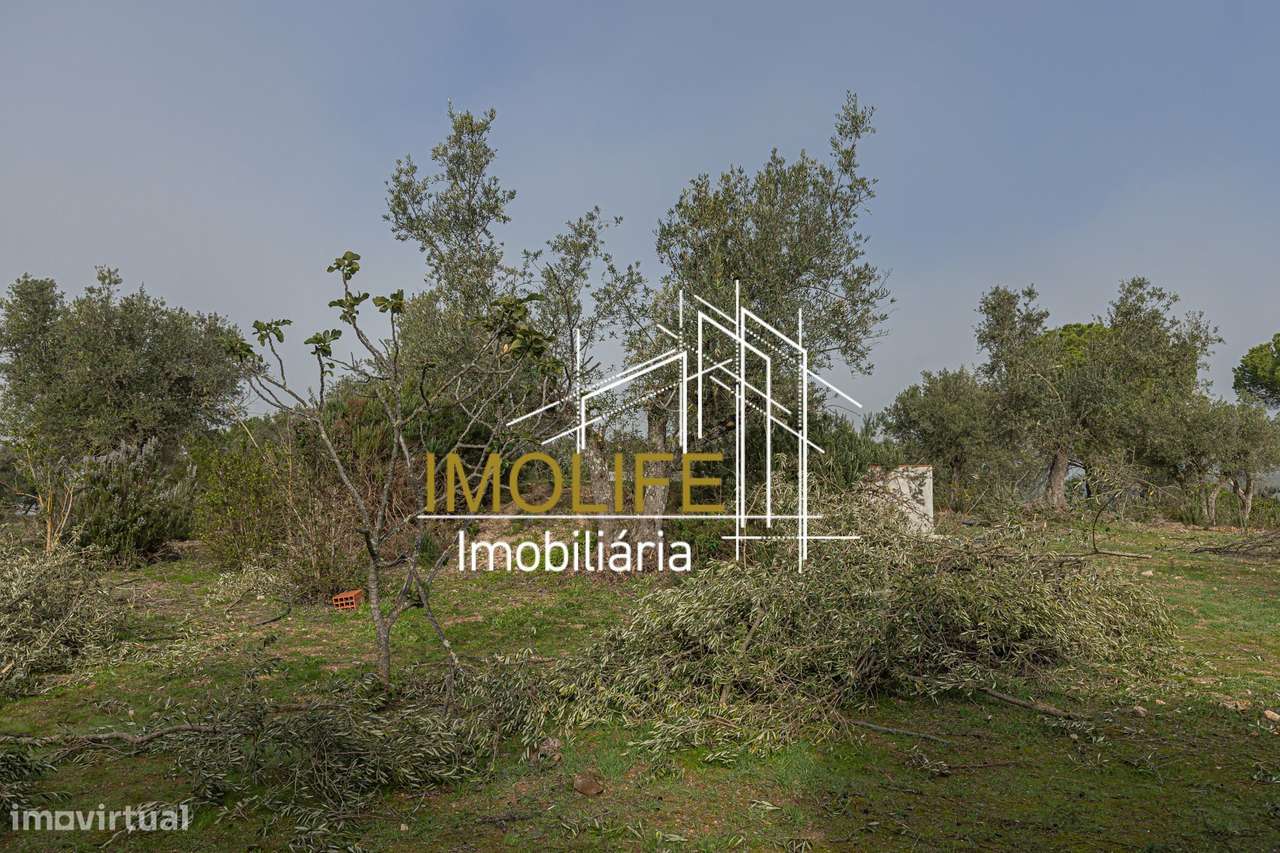 MONTINHO DO CHIADO - MALARRANHA - PAVIA-27