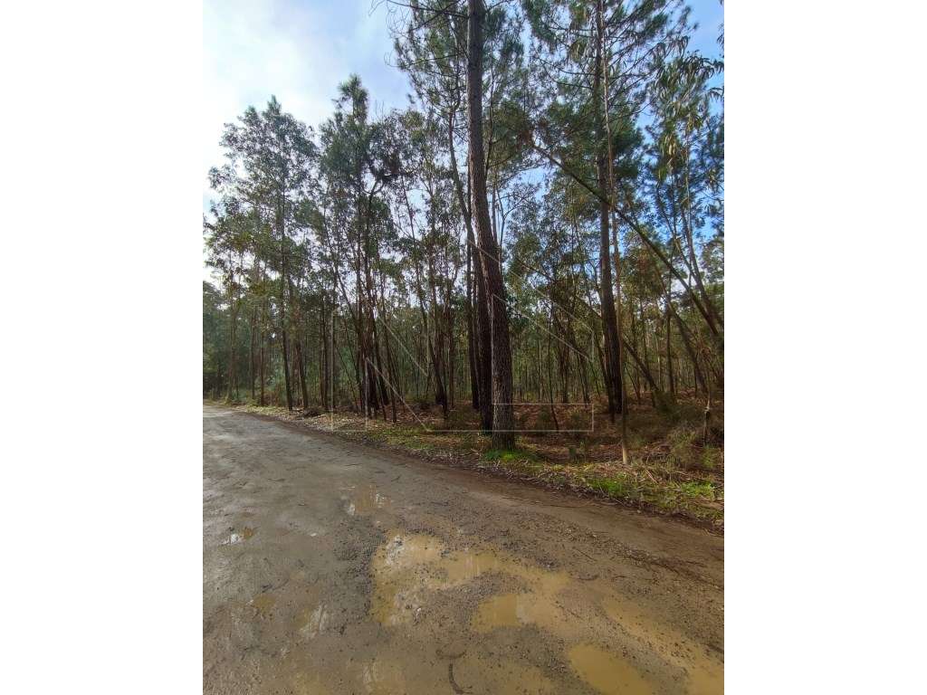 Terreno - Oliveira do Bairro - Grande imagem: 3/3