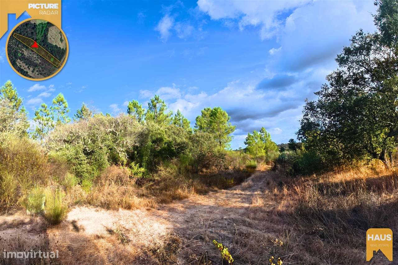 Terreno Rústico de 2.700 m² – Muros em Granito, Pinhal Adulto, Árvores - Grande imagem: 5/24